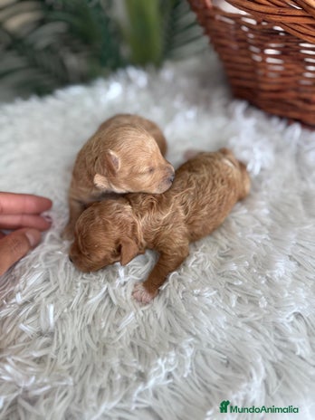 Caniche Toy perros - Anuncio 11