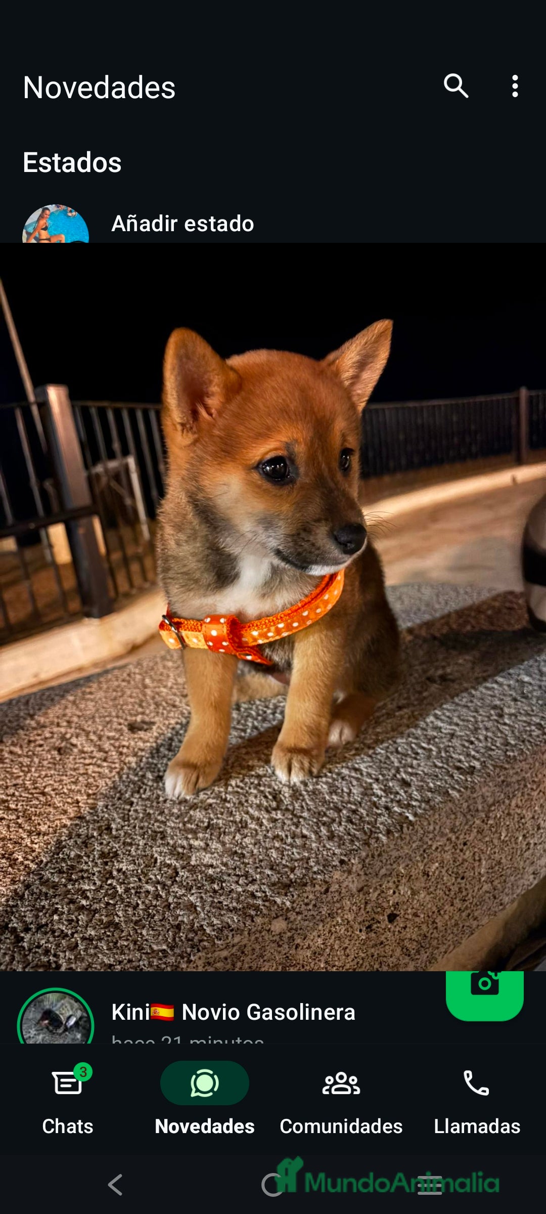 Shiba Inu perros en venta: Shiba Inu machos preciosos rojos  - Anuncio 1