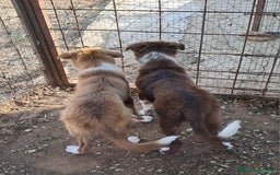 Border Collie perros en venta: Border collie  - Imagen 1