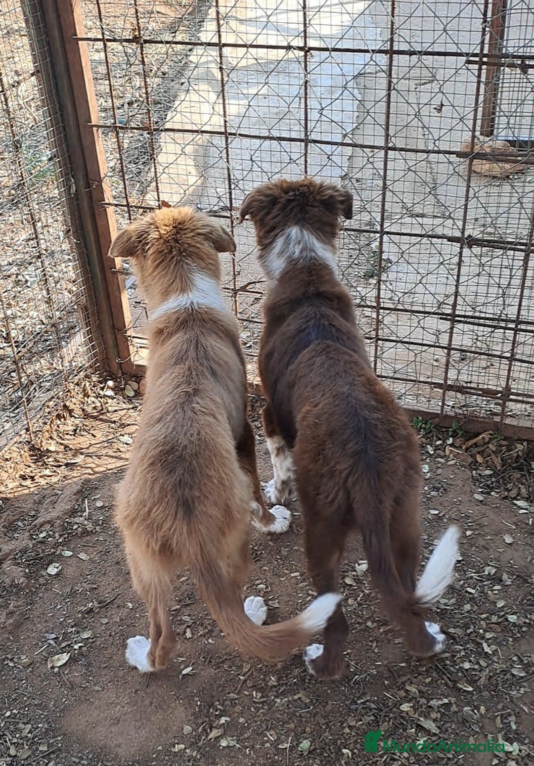 Border Collie perros en venta: Border collie  - Imagen 1