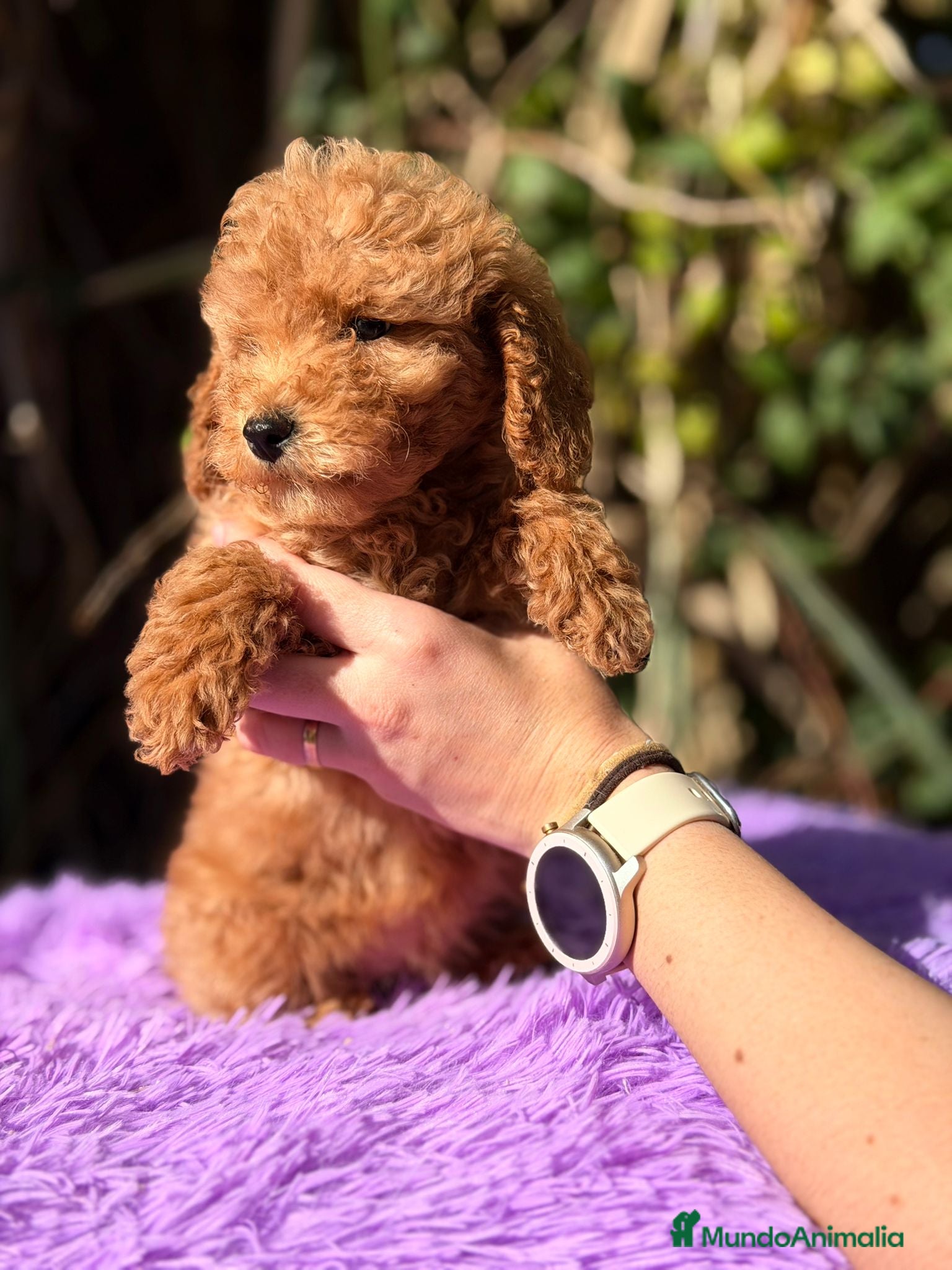 Caniche Enano perros CANICHE ENANO ROJOS - Anuncio 2