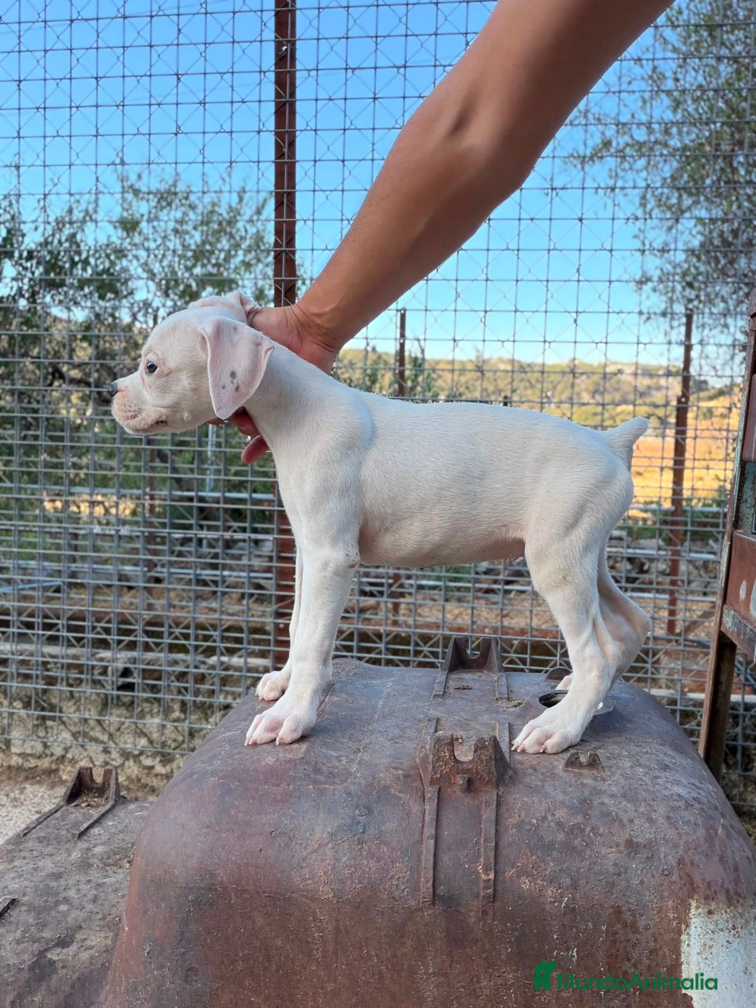 Boxer perros Boxer - Anuncio 1