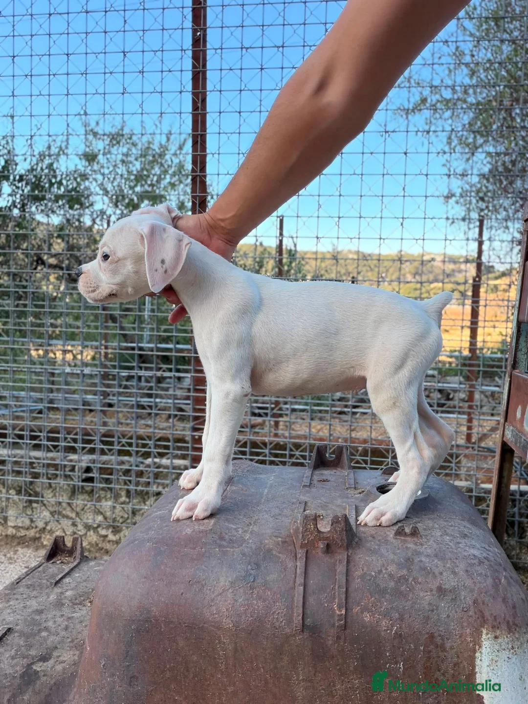 Boxer perros en venta: Boxer - Anuncio 1