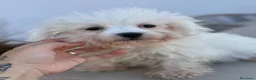 Bichón Maltés perros en venta: Bichon maltés macho disponible - Anuncio 4