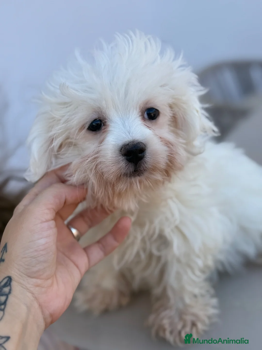 Bichón Maltés perros en venta: Bichon maltés macho disponible - Anuncio 4