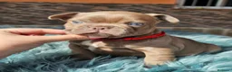 Bulldog Francés perros en venta: Bulldog francés exoticos  - Anuncio 5