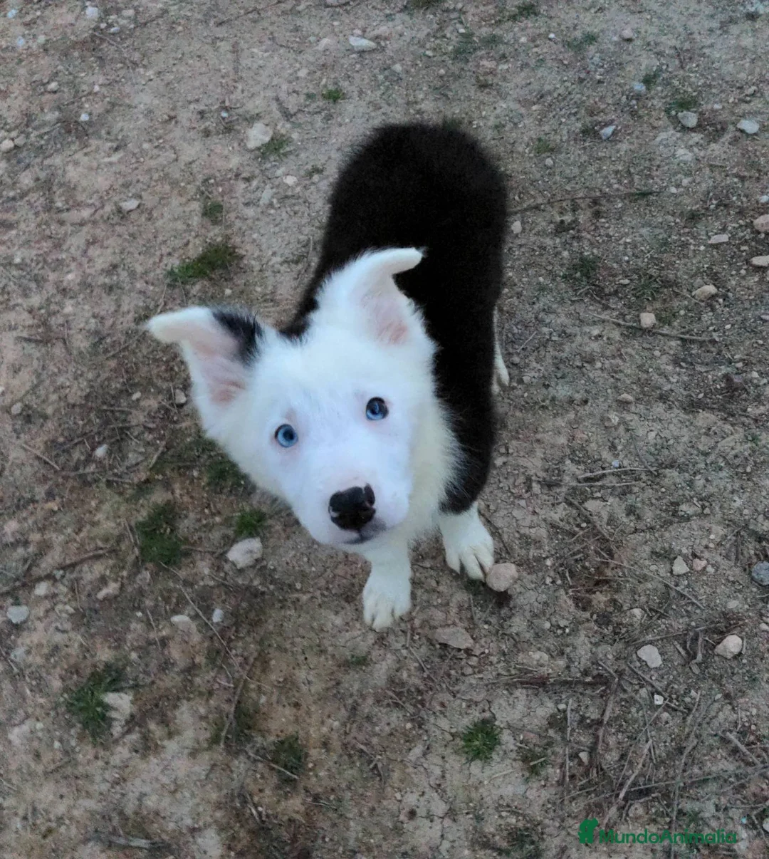 Border Collie perros en venta: Camada de border collie - Anuncio 5