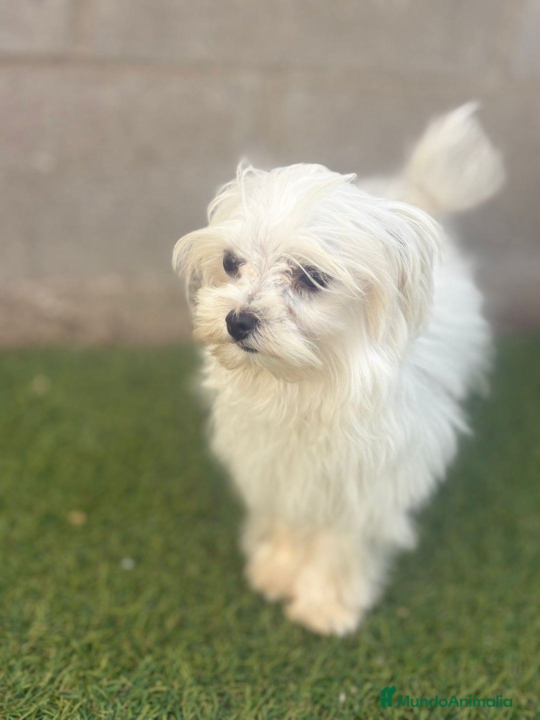 Bichón Maltés perros en venta: Bichon maltés toy - Imagen 17