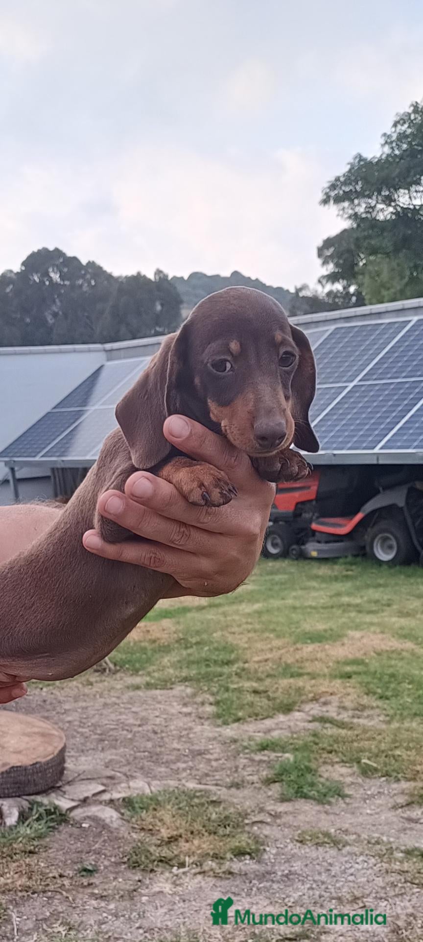 Teckel perros Preciosos cachorros teckel de pura raza - Anuncio 29