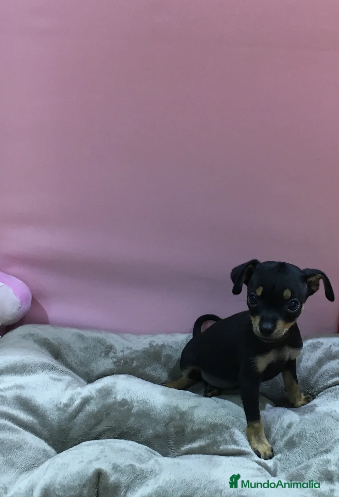 Ratón de Praga perros en venta: Ratón de Praga en Barcelona - Anuncio 7