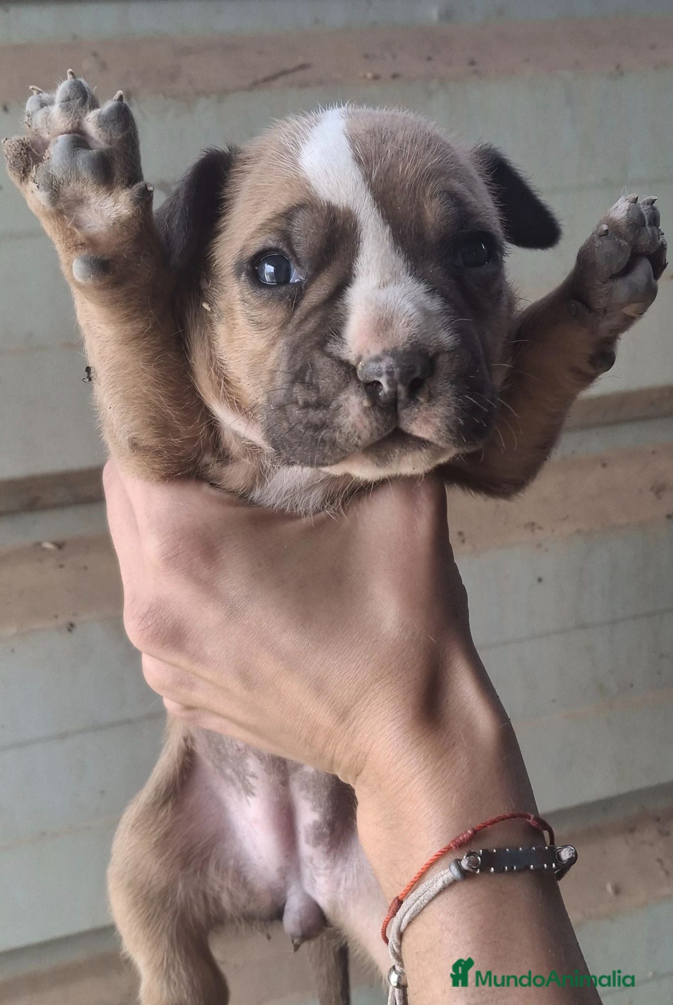 American Staffordshire-Terrier perros American stanforshire - Anuncio 1