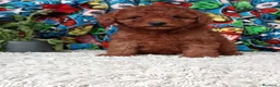 Caniche Toy perros en venta: Caniche Toy  - Anuncio 2