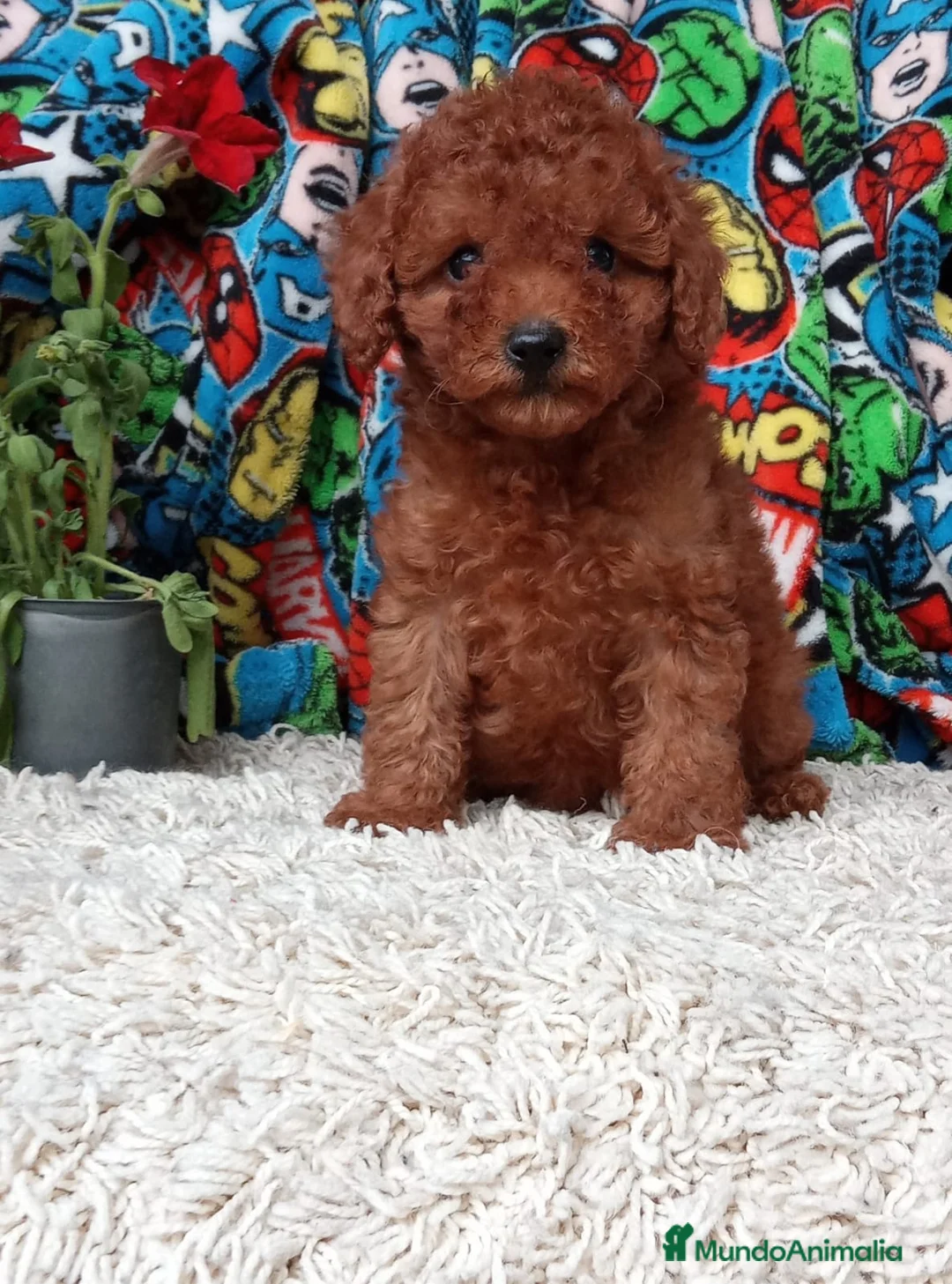 Caniche Toy perros en venta: Caniche Toy  - Anuncio 2