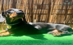 Teckel Miniatura perros en venta: Teckel miniatura Arlequín  - Imagen 10