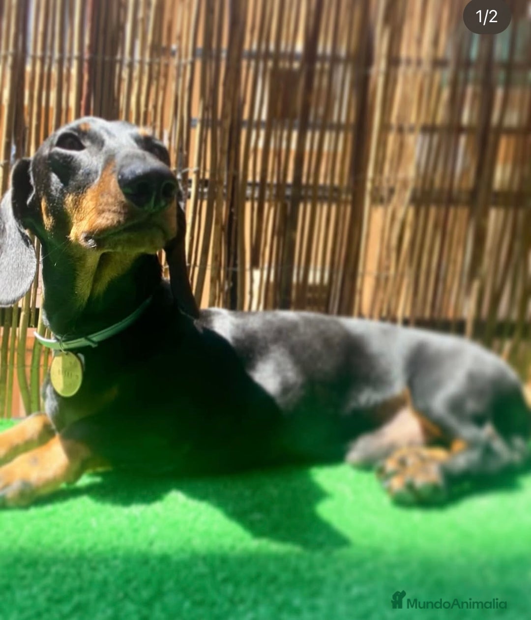 Teckel Miniatura perros en venta: Teckel miniatura Arlequín  - Imagen 10