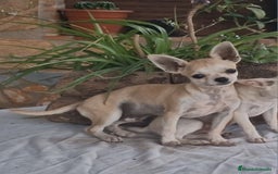 Chihuahua perros en venta: Chihuahua toy - Imagen 3