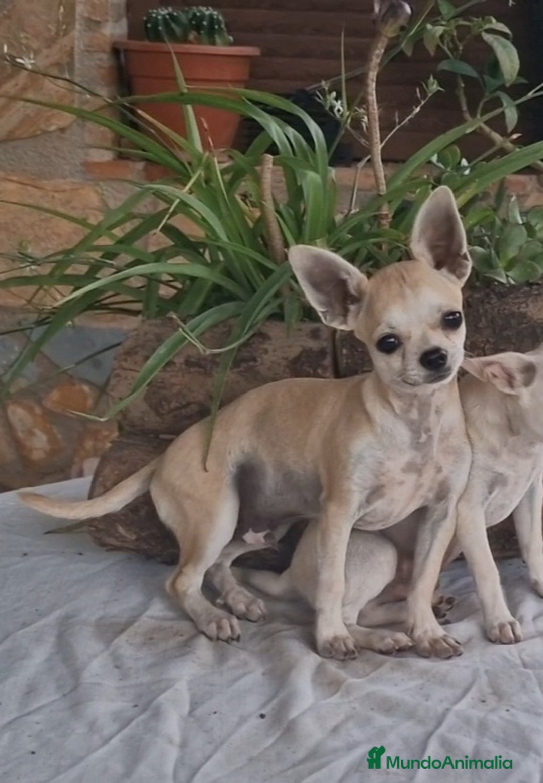 Chihuahua perros en venta: Chihuahua toy - Imagen 3
