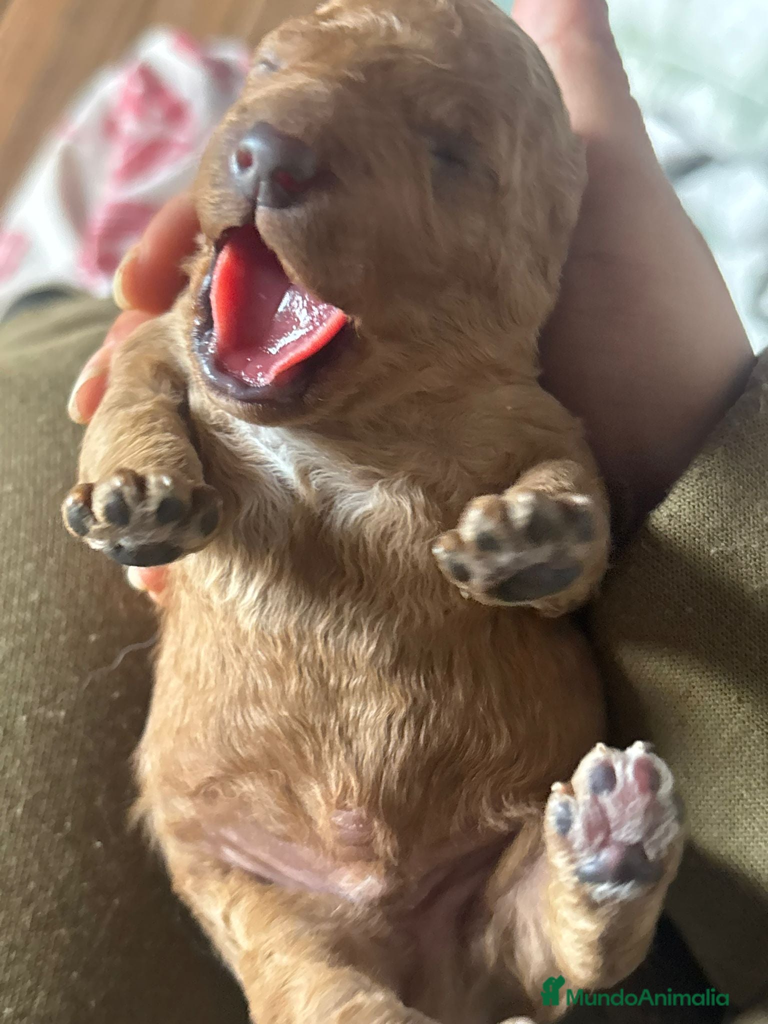 Caniche Toy perros Caniche toys  - Anuncio 2