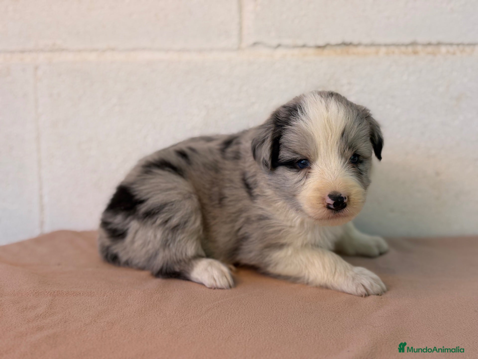 Border Collie perros 🐾🐾 Border Collie con pedigree – 8 cuccioli 🐾🐾 - Anuncio 2