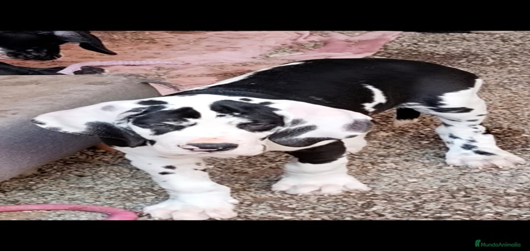 Imagen de galería {{count}}