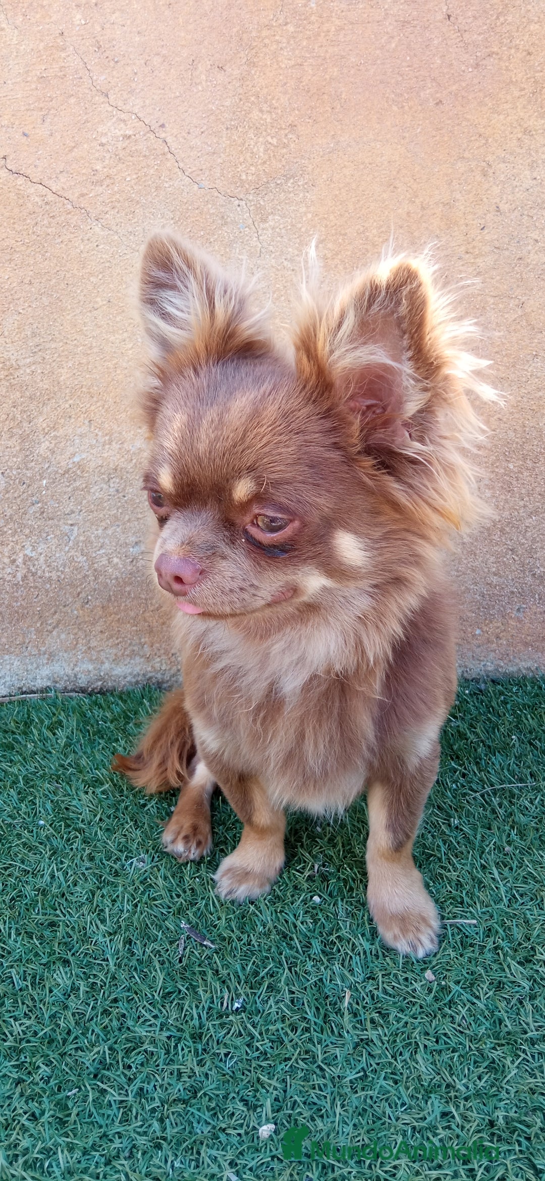 Chihuahua perros en venta:  chihuahuas de pelo largo - Anuncio 1