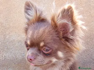 Chihuahua perros chihuahuas de pelo largo - Anuncio 5