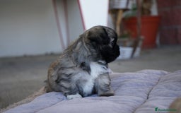 Maltipoo perros en venta: 🐾 Maxi y Boom – Maltipoo marrones con encanto  - Imagen 2