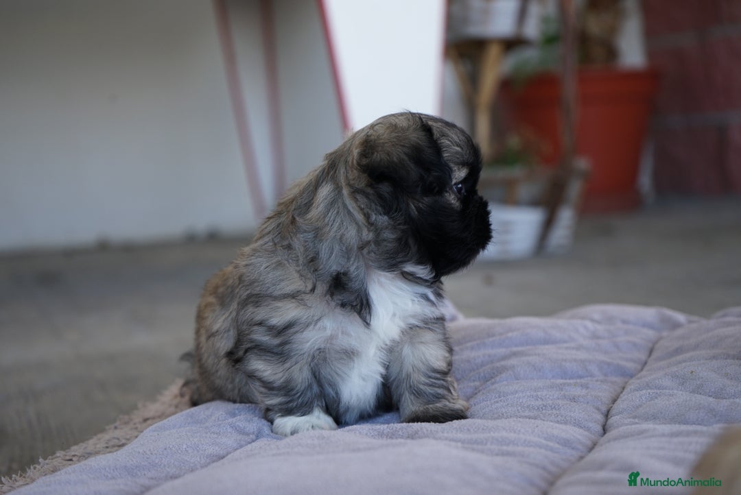 Maltipoo perros en venta: 🐾 Maxi y Boom – Maltipoo marrones con encanto  - Imagen 2