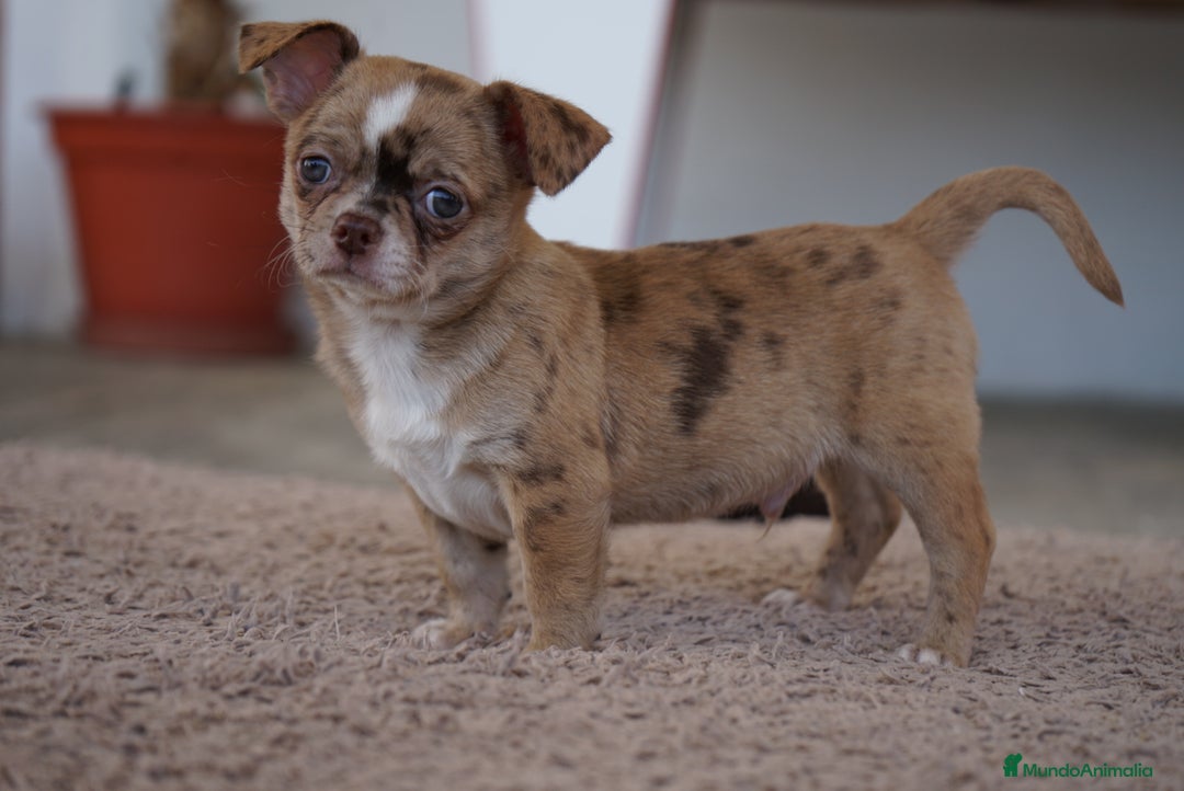 Chihuahua perros en venta: PADDY Y RONDA, DOS CHIHUAHUAS MUY ESPECIALES - Imagen 7