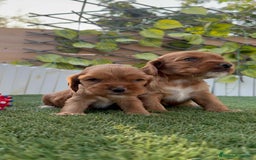 Cocker Spaniel Inglés perros en venta: COCKER SPANIEL INGLES MACHO  - Imagen 11