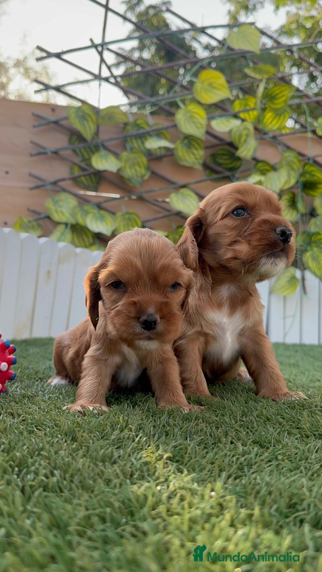 Cocker Spaniel Inglés perros en venta: COCKER SPANIEL INGLES MACHO  - Imagen 11