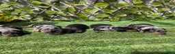 Teckel perros en venta: Camada Teckel  - Anuncio 1