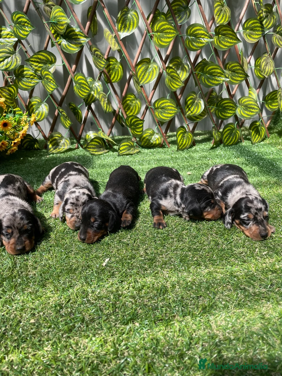 Teckel perros en venta: Camada Teckel  - Anuncio 1