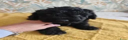 Perro de Agua Español perros en venta: PDA SEGOVIA en Cantabria - Anuncio 7