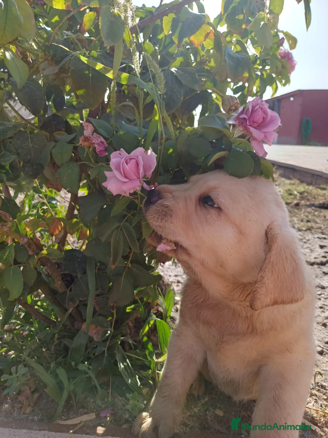 Labrador Retriever perros en venta: Labrador retriever dorado disponible  en Huelva - Anuncio 1