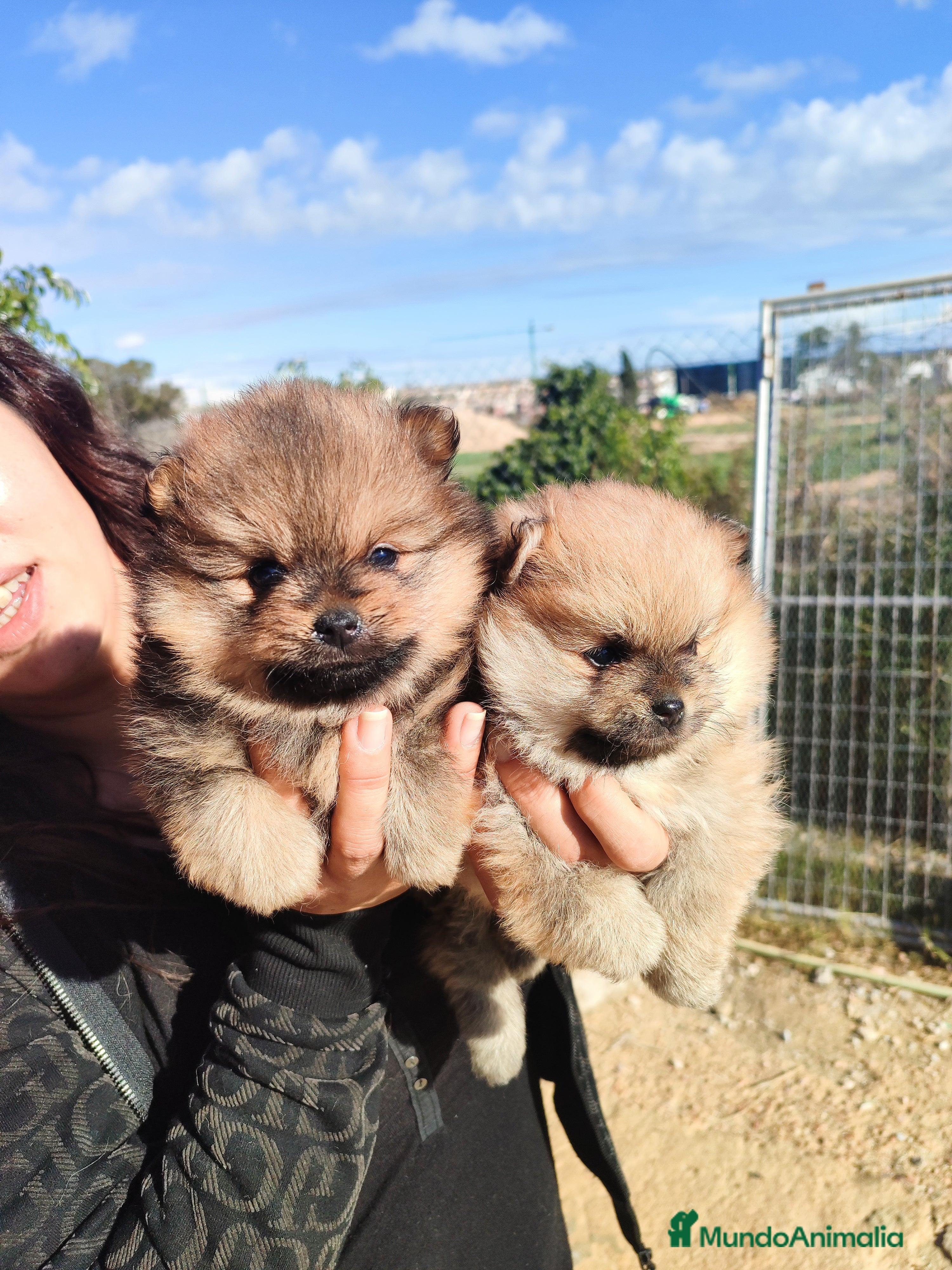 Pomerania perros Lulú de pomerania precio real - Anuncio 2