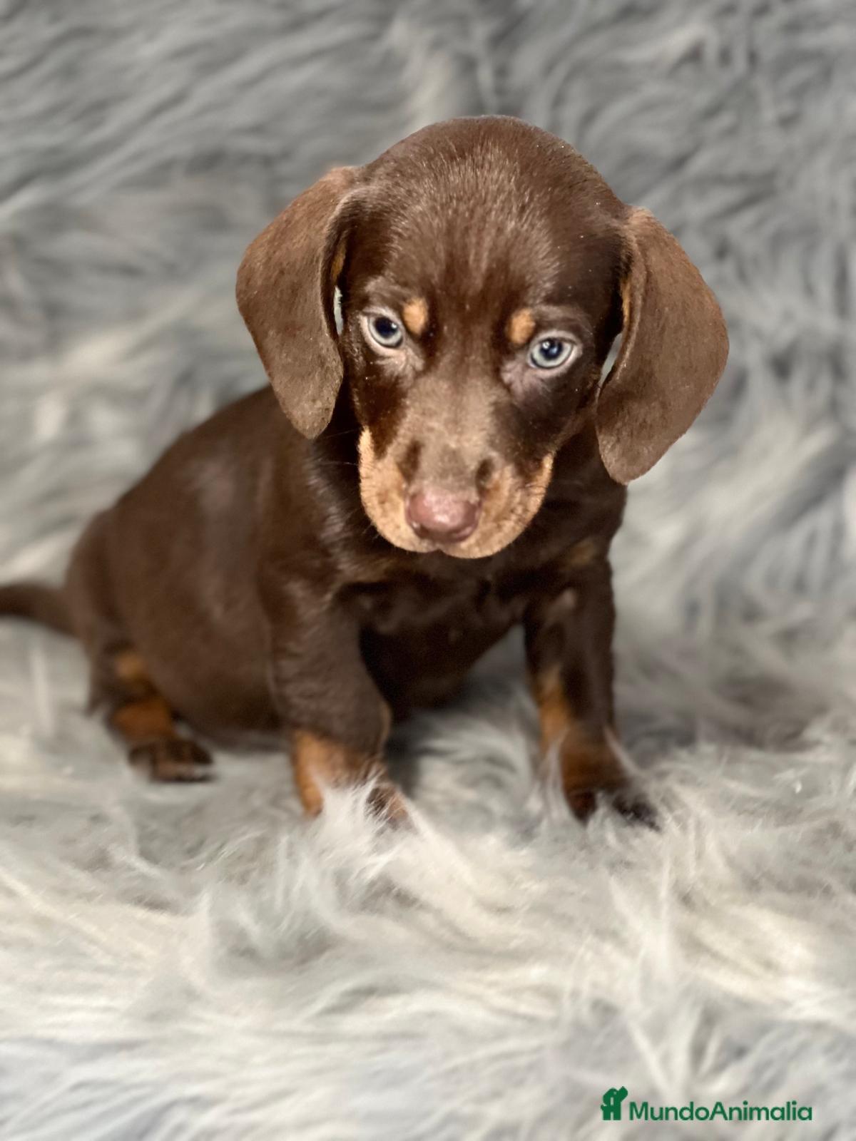 Teckel Miniatura perros TECKEL CHOCOLATE MINIATURA DISPONIBLE en Barcelona - Anuncio 30