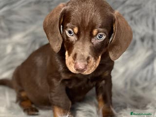 Teckel Miniatura perros TECKEL CHOCOLATE MINIATURA DISPONIBLE en Barcelona - Anuncio 6