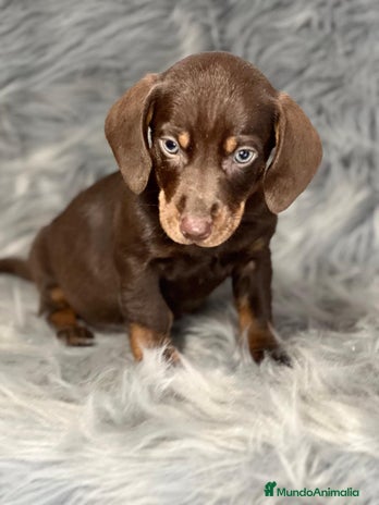 Teckel Miniatura perros en Barcelona - Anuncio 9