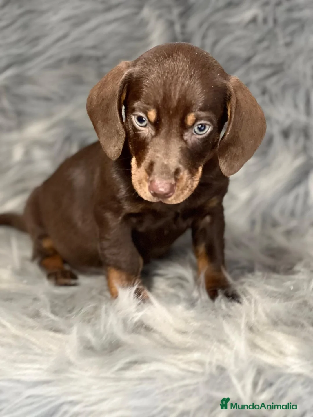 Teckel Miniatura perros en venta: TECKEL CHOCOLATE MINIATURA DISPONIBLE en Barcelona - Anuncio 1