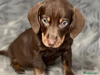 Teckel Miniatura perros TECKEL CHOCOLATE MINIATURA DISPONIBLE en Barcelona - Anuncio 12