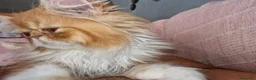 Persa gatos en venta: Persa en Granada - Anuncio 3