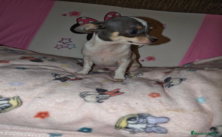 Chihuahua perros - Anuncio 1