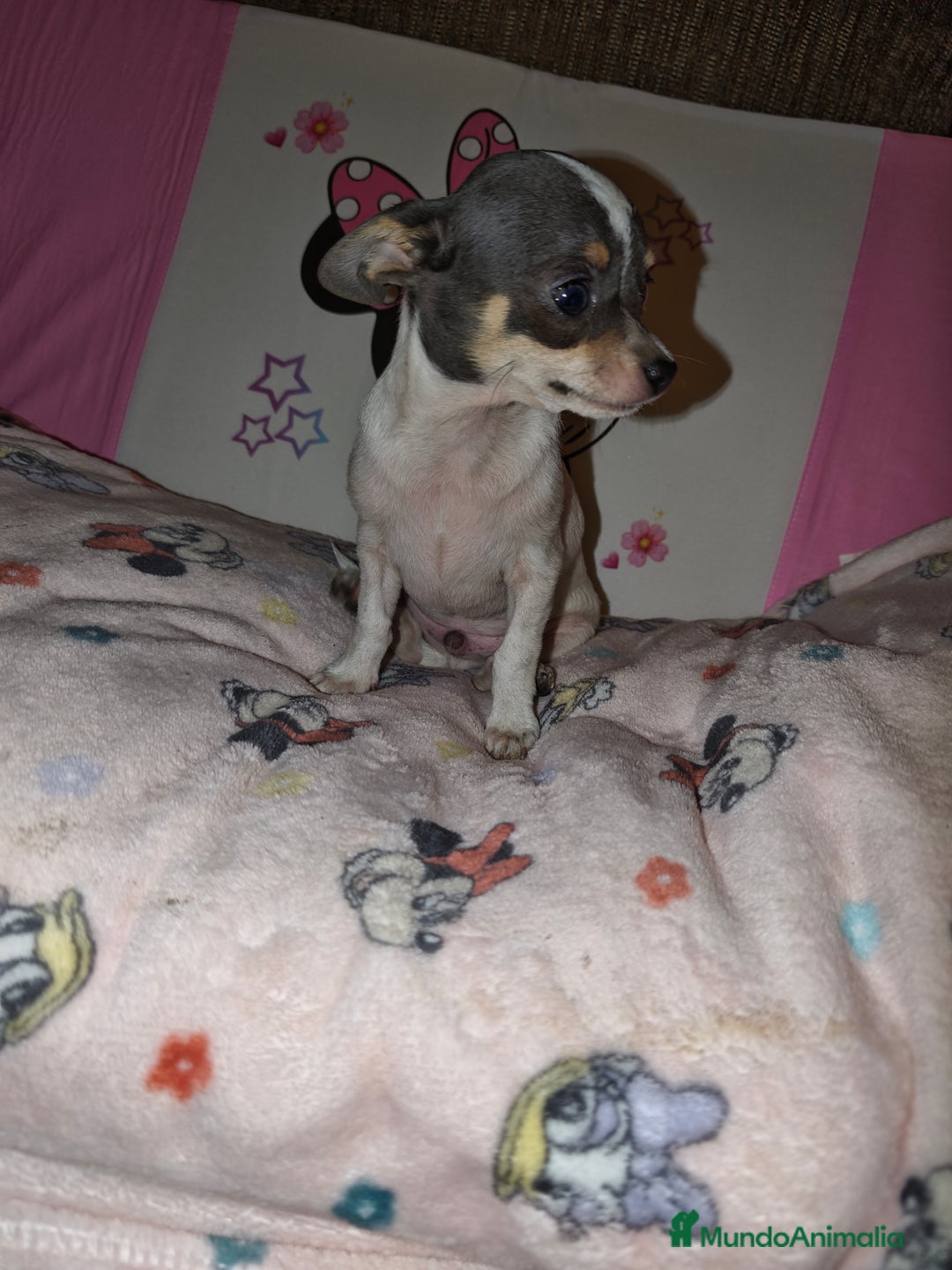 Chihuahua perros en venta: chihuahua tricolor - Imagen 1