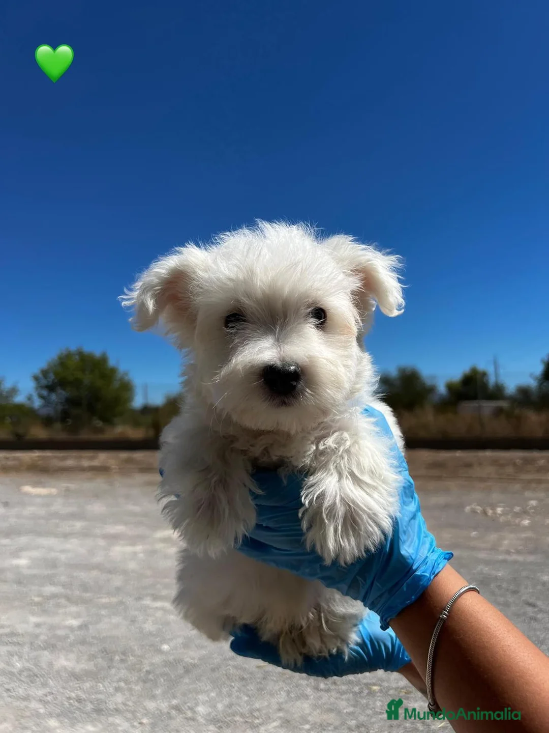 West Highland White Terrier perros en venta: CHIQUI EL WESTY HIGHLAND | ✅ Disponible - Anuncio 2