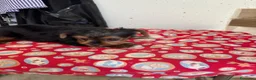 Yorkshire Terrier perros en venta: YORKSHIRE - Anuncio 3