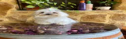 Bichón Maltés perros en venta: Bichón Maltés toy - Anuncio 5