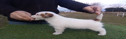 Jack Russell Terrier perros en venta: Camada de Jack Russell terrier - Anuncio 11