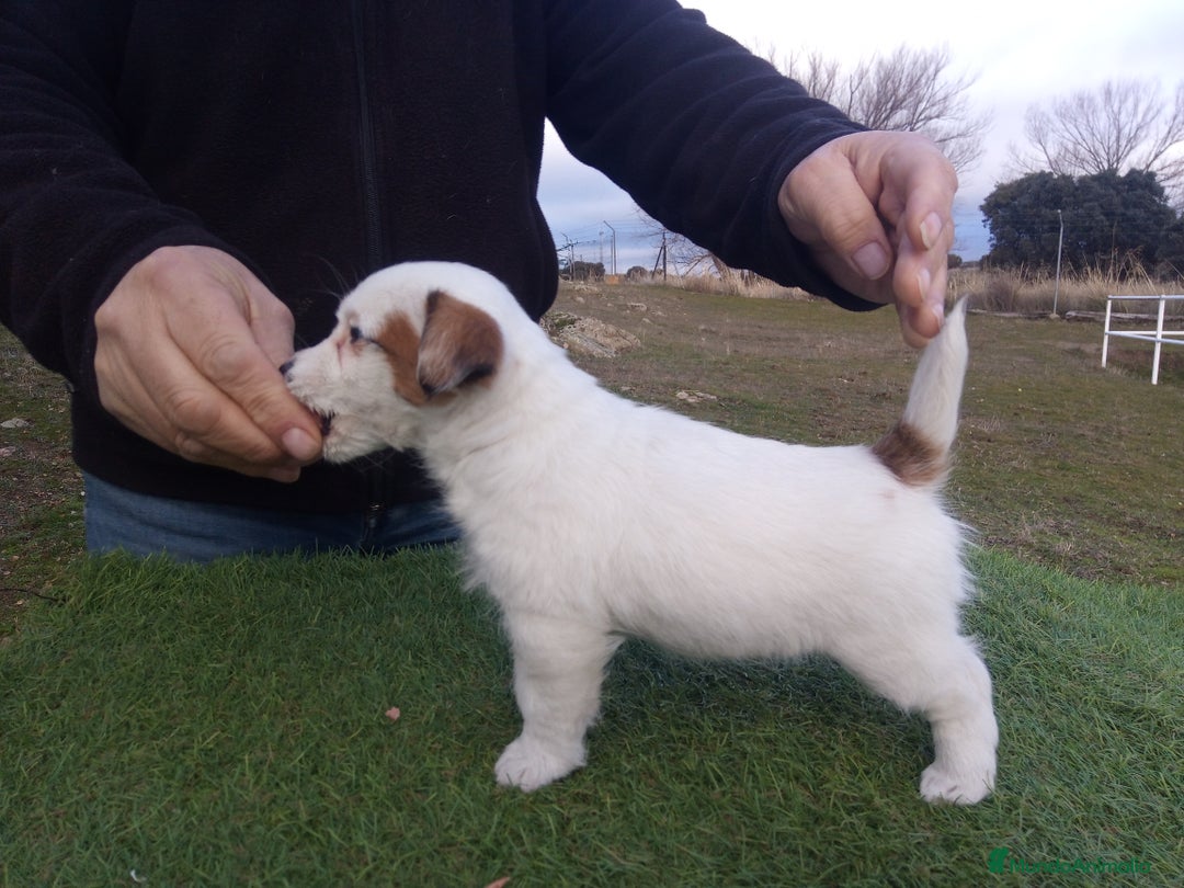 Jack Russell Terrier perros en venta: Camada de Jack Russell terrier - Anuncio 11