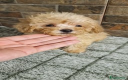 Caniche Toy perros en venta: HEMBRA MINI/TOY - Imagen 2